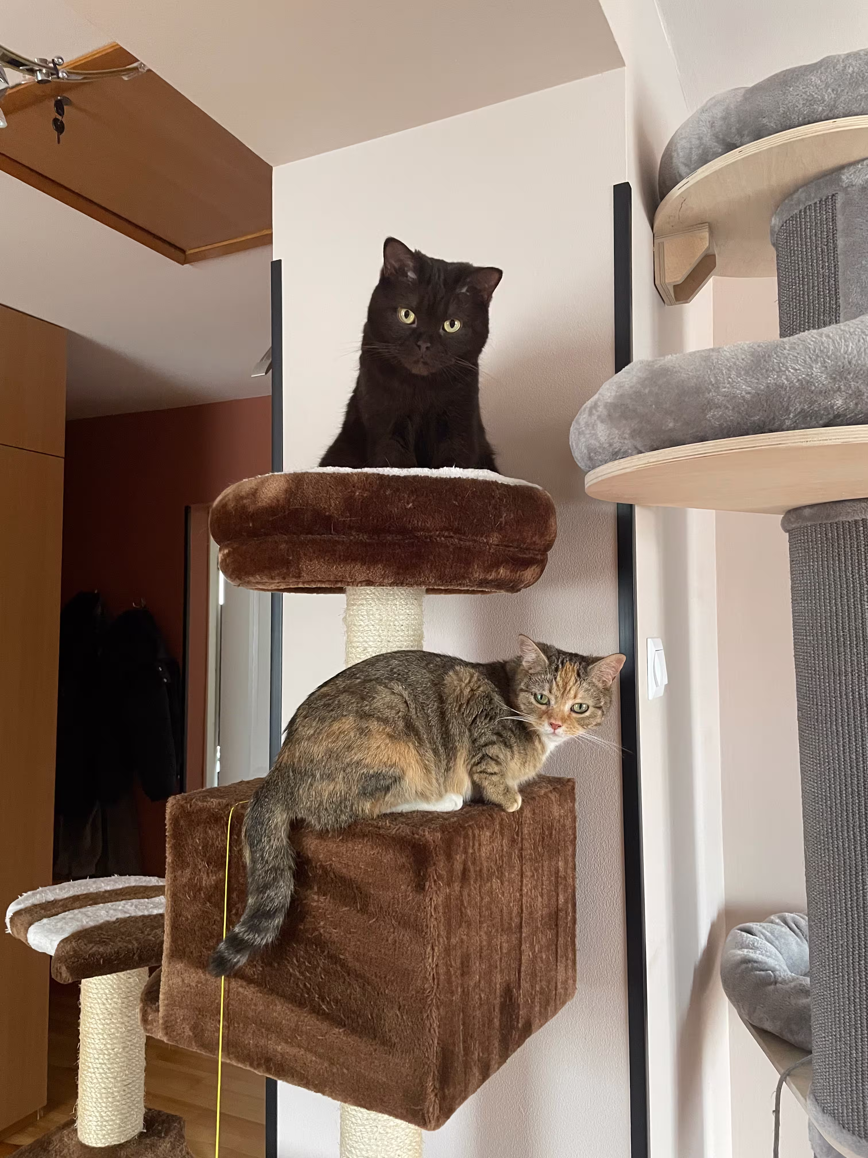 Ola - behawiorystka kotów PurrCalm ze swoimi kotkami